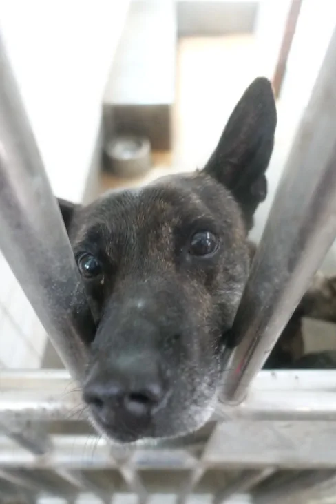 混種犬