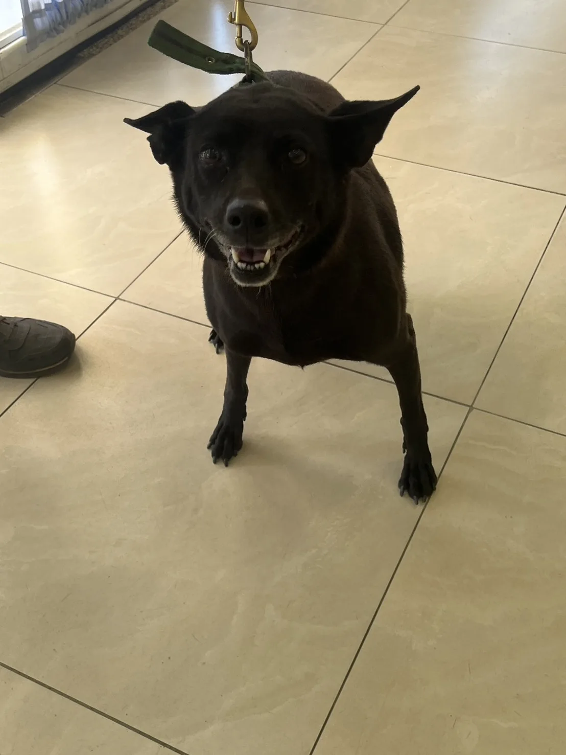 混種犬