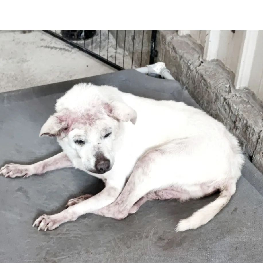 混種犬