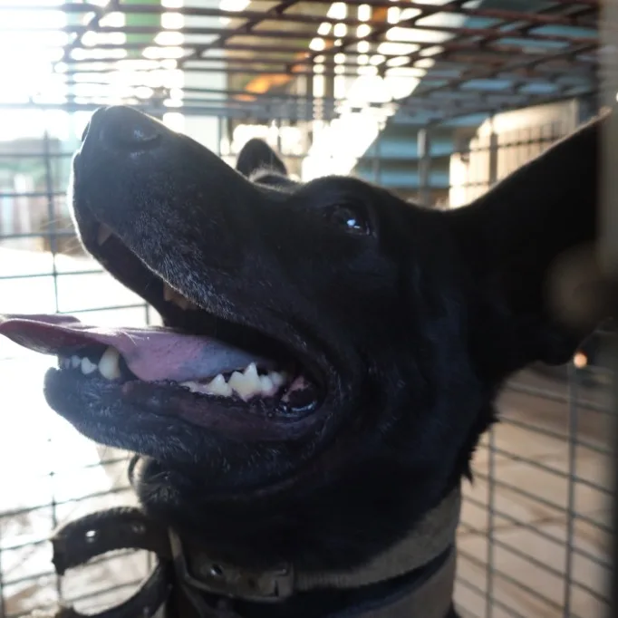 混種犬
