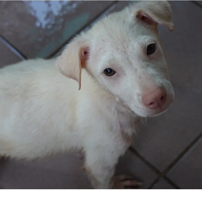 混種犬