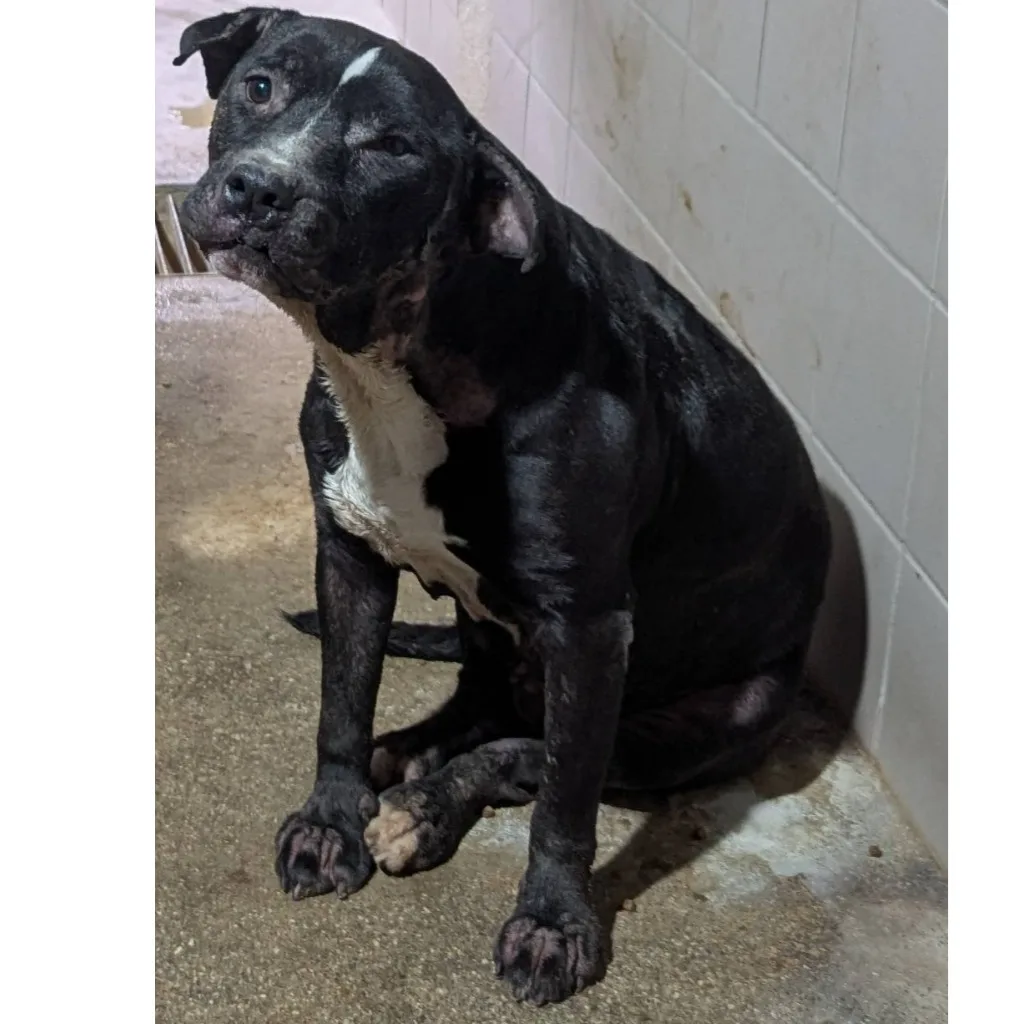 比特犬
