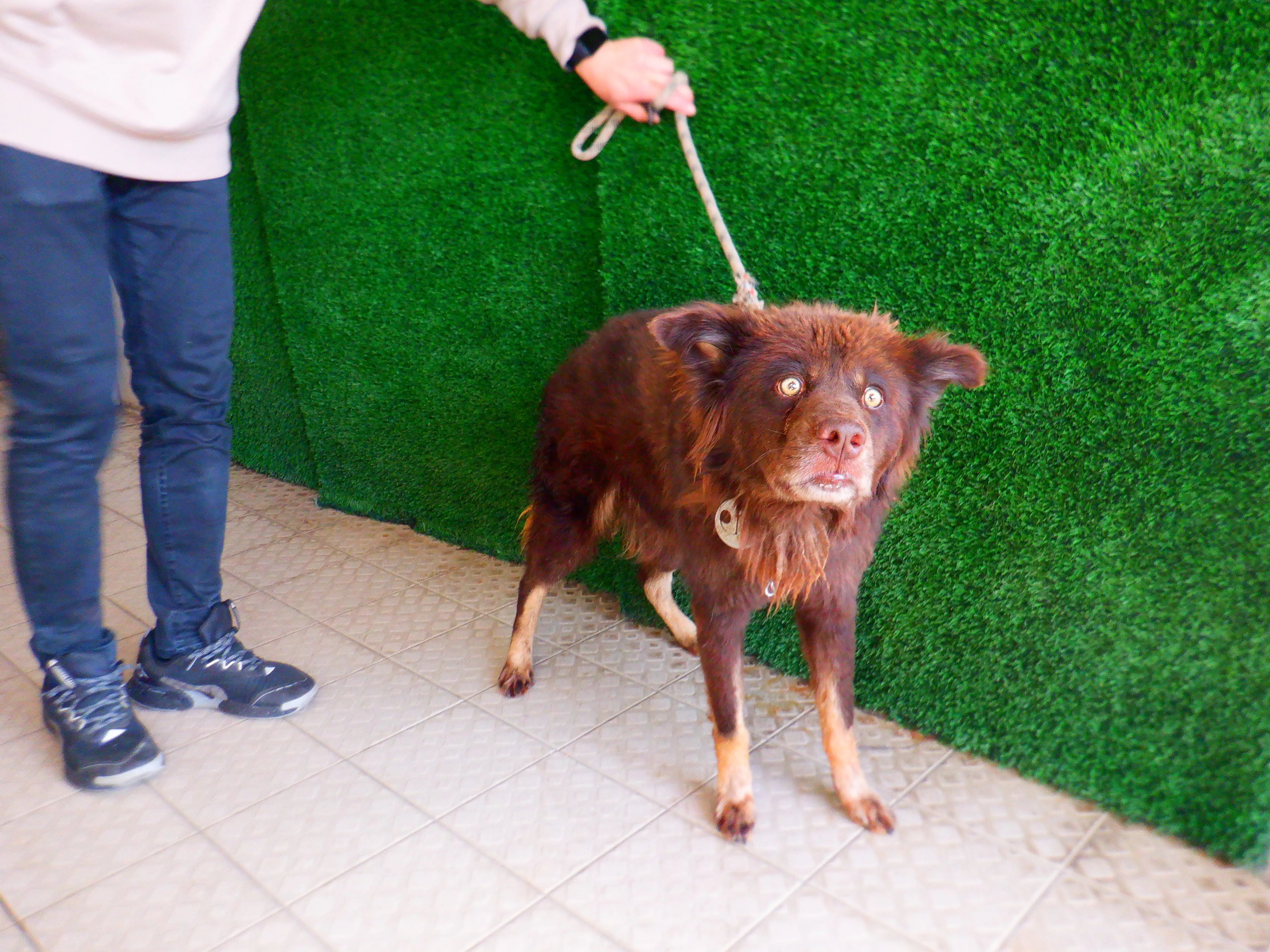混種犬