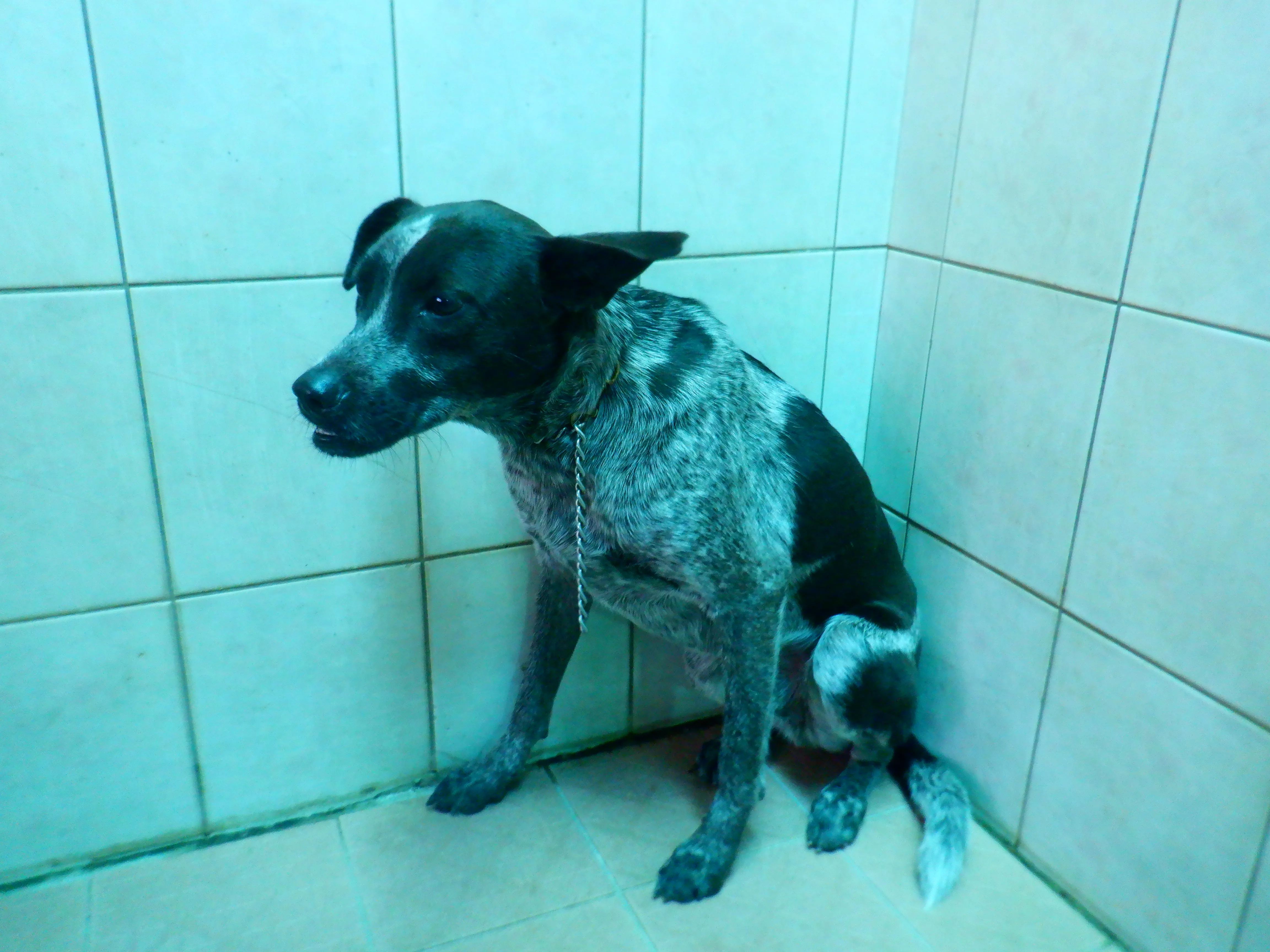 混種犬