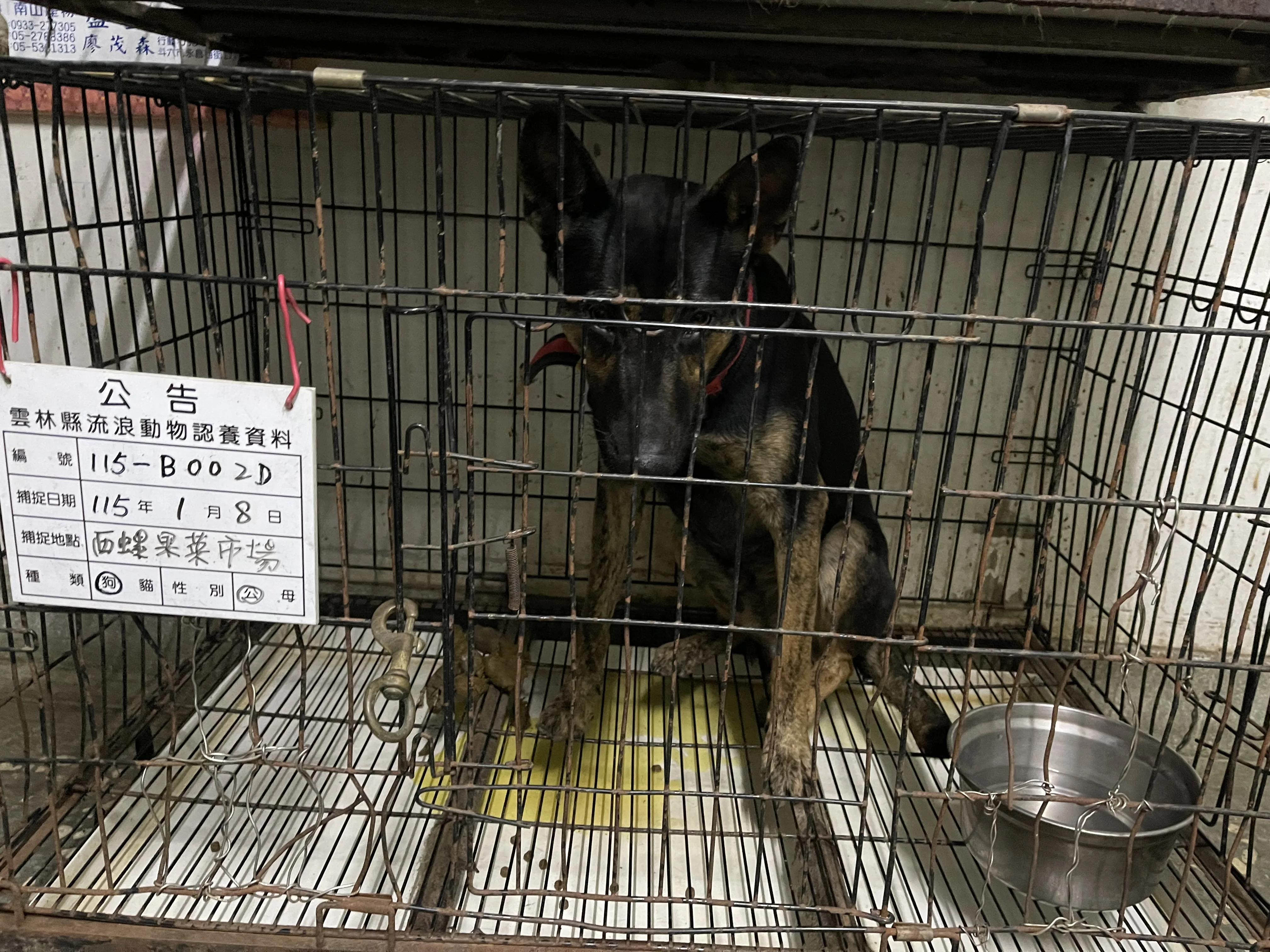 混種犬