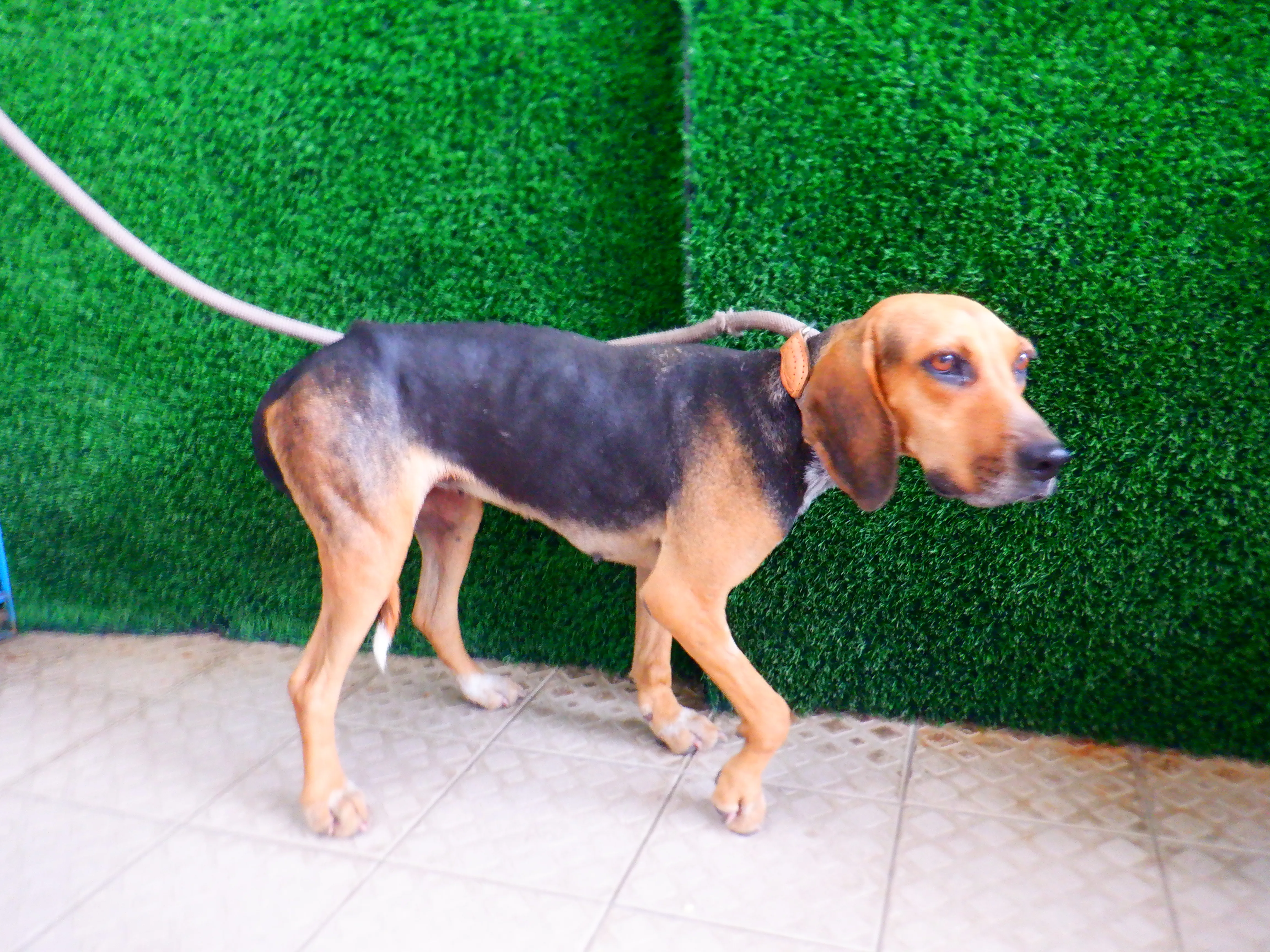 米格魯犬