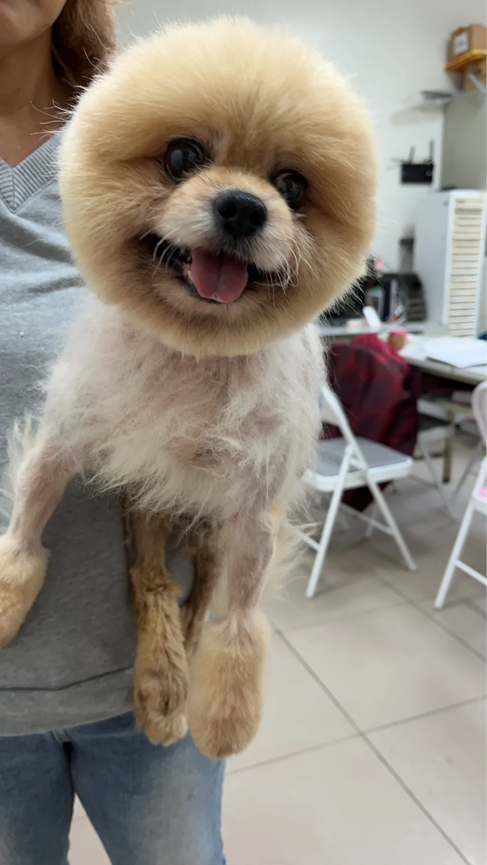 博美犬