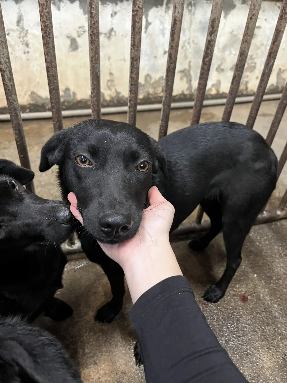 混種犬