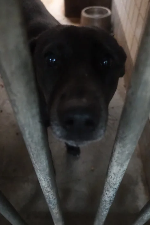 混種犬