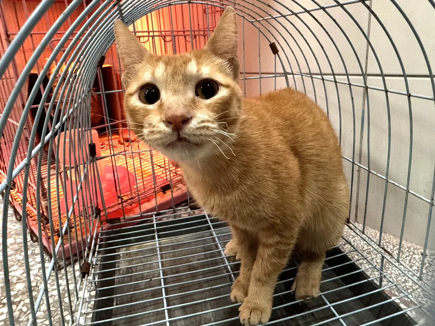 混種貓