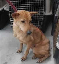 混種犬