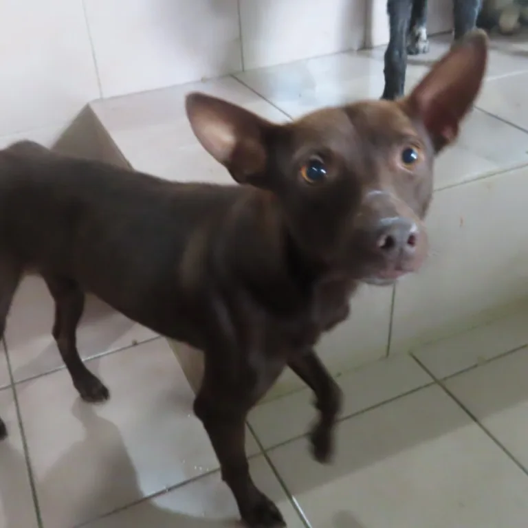 混種犬