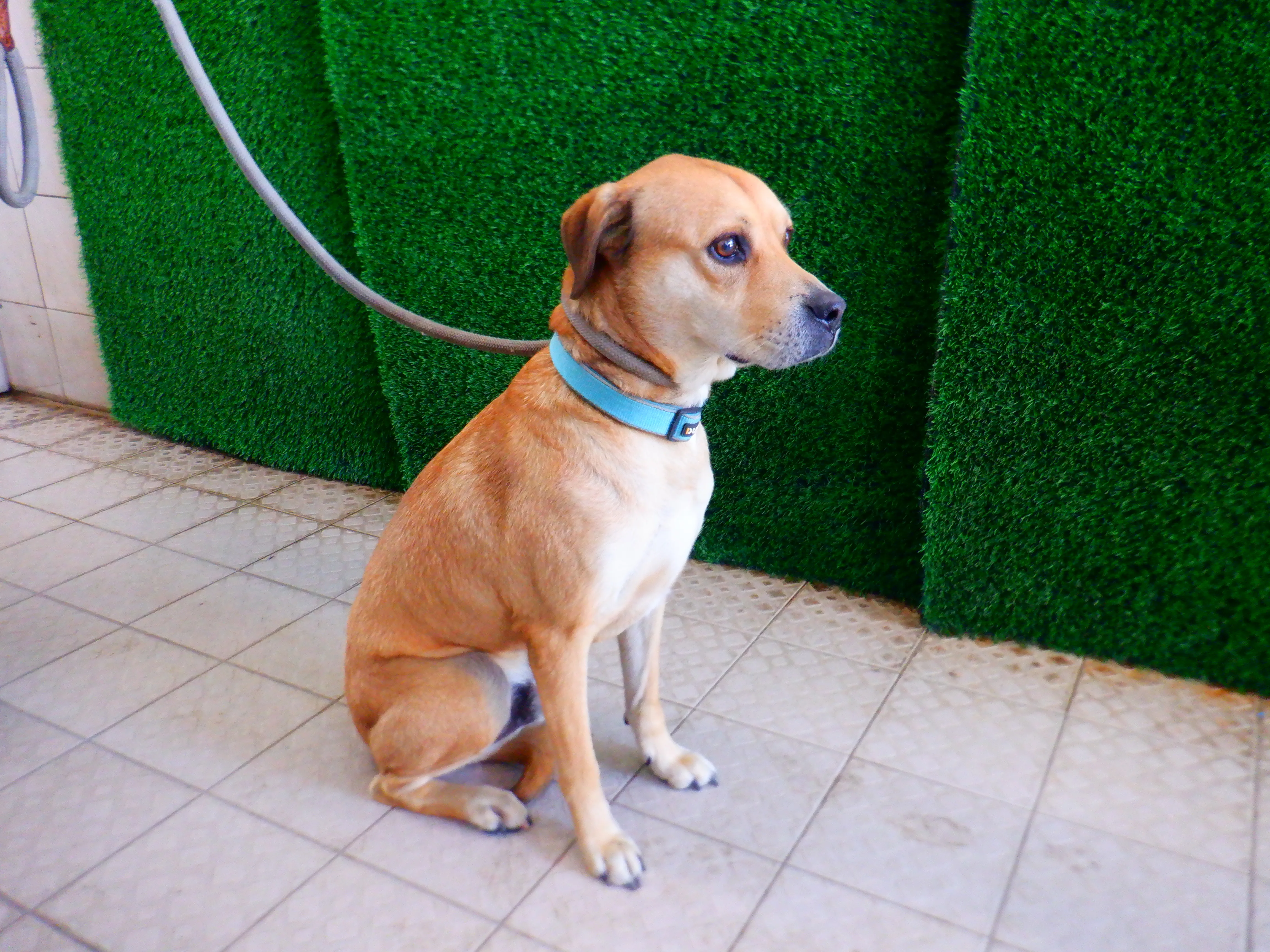 混種犬