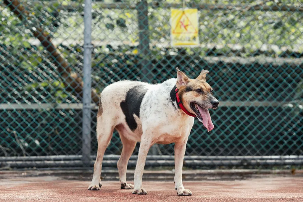 混種犬