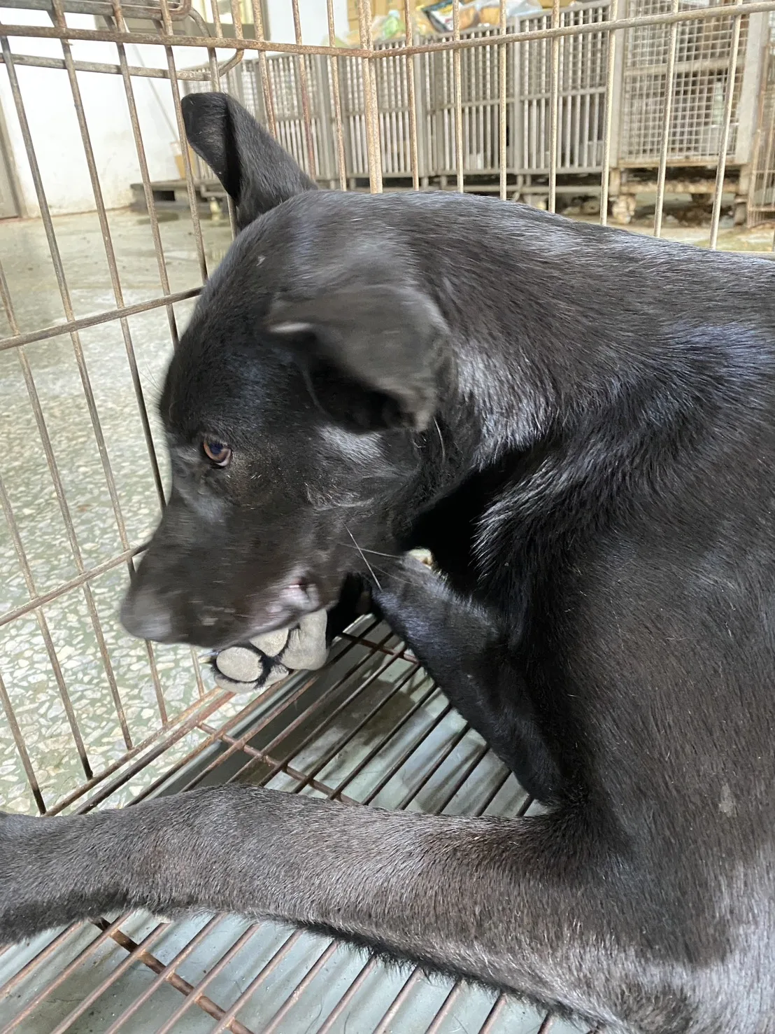 混種犬