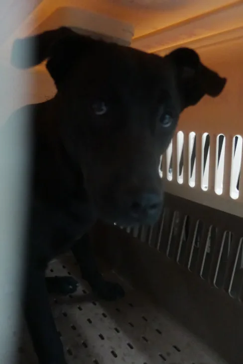 混種犬