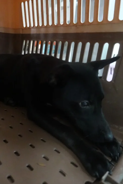 混種犬