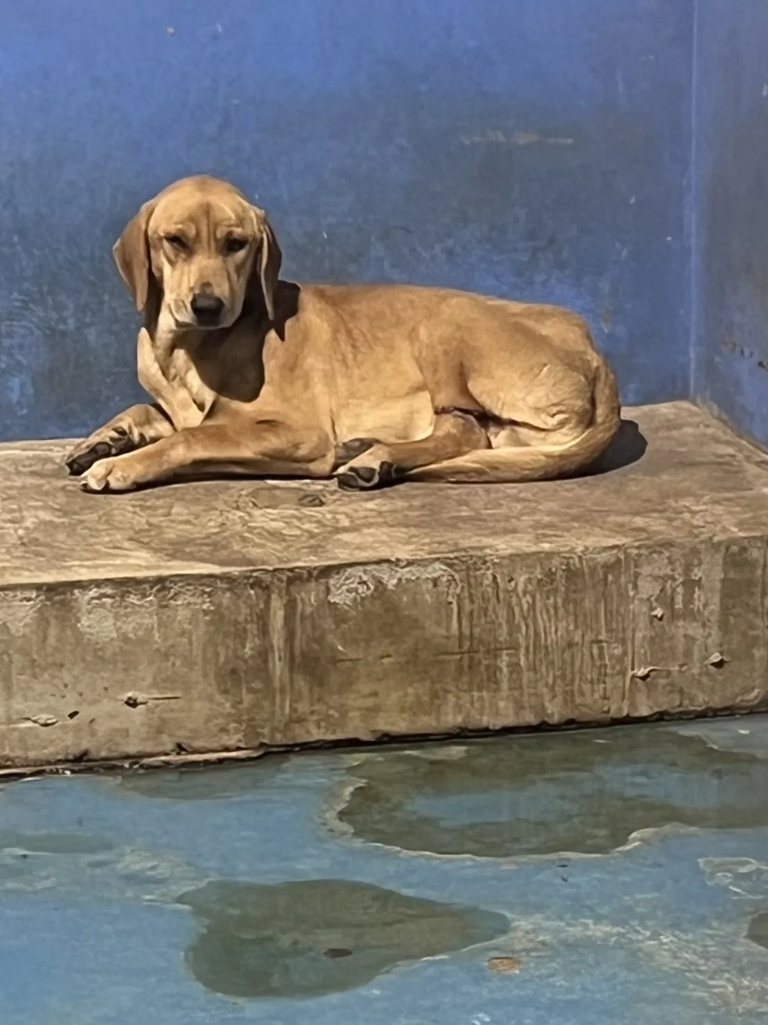 混種犬