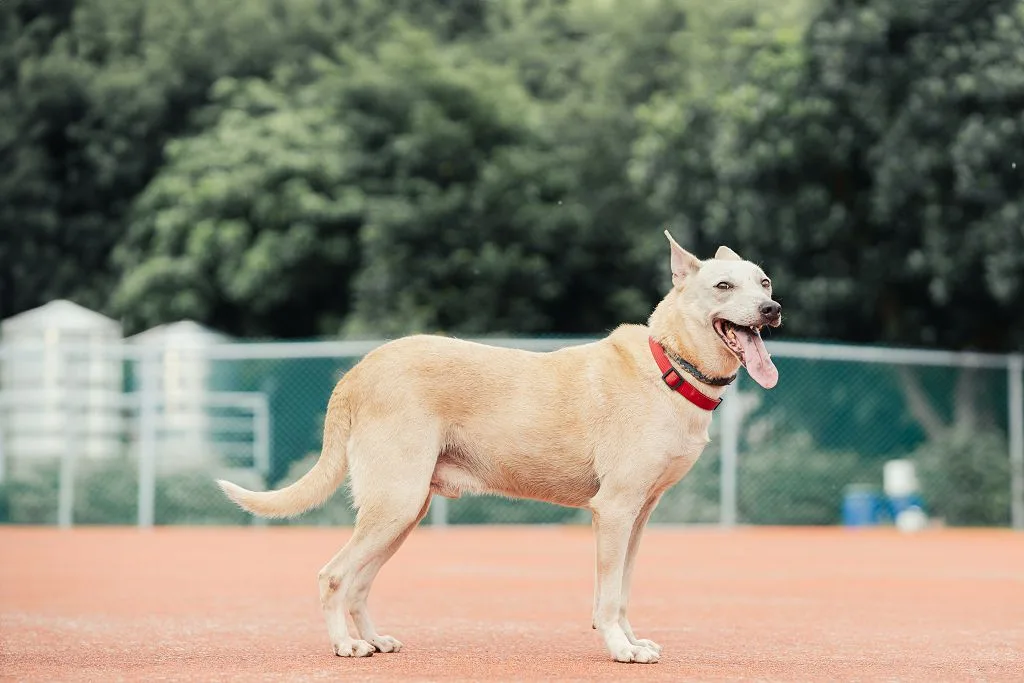 混種犬