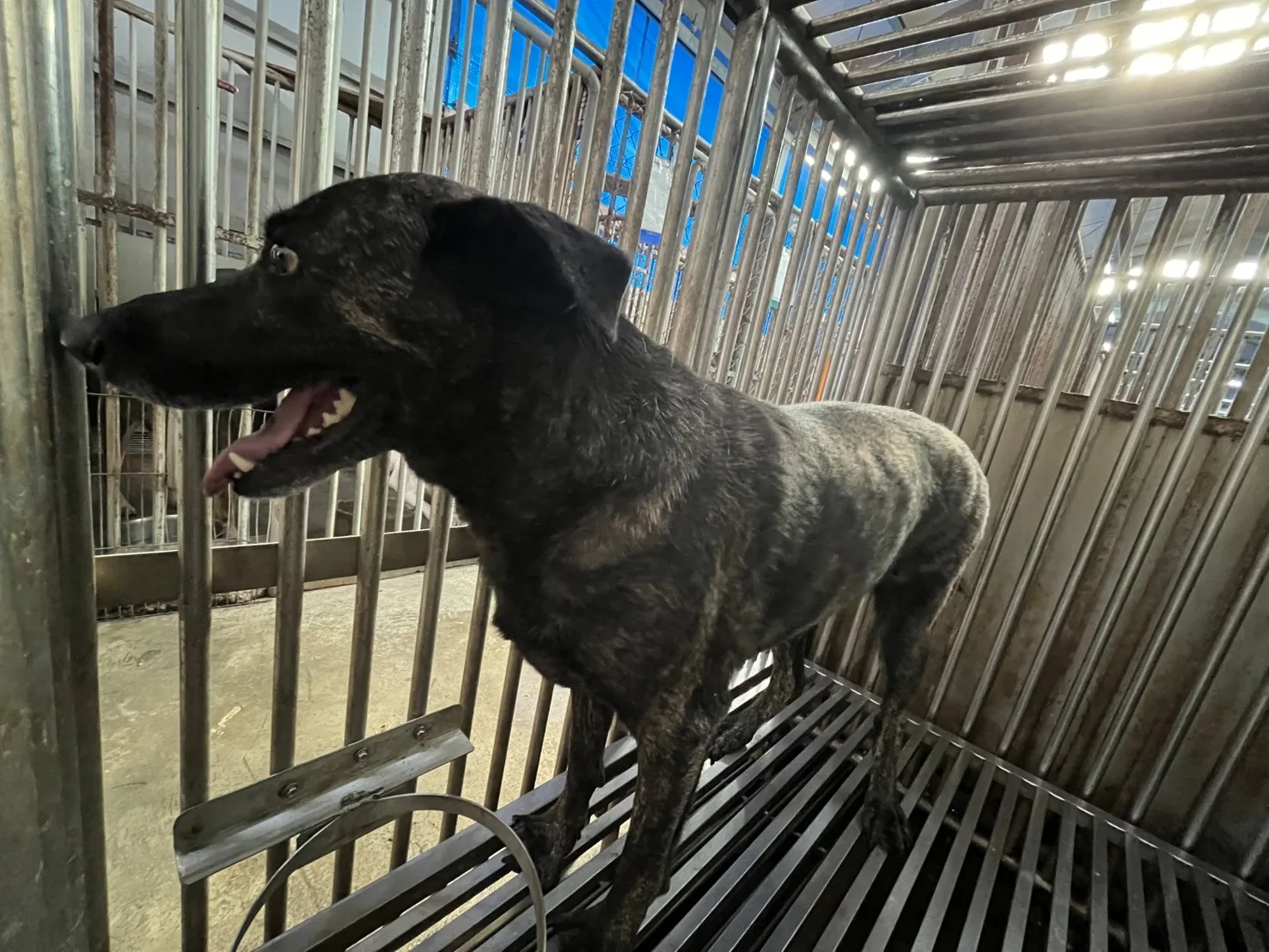 混種犬