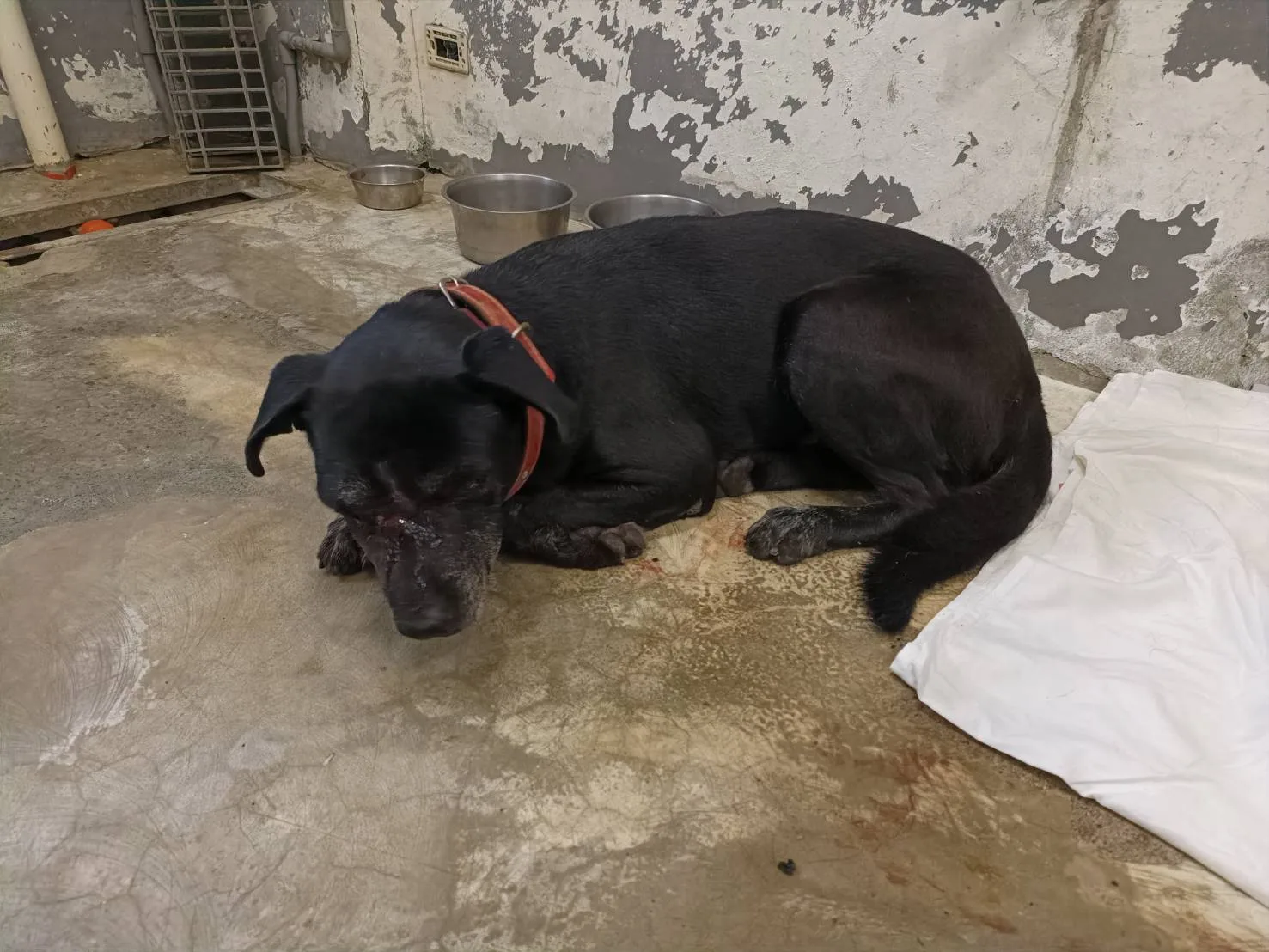 混種犬