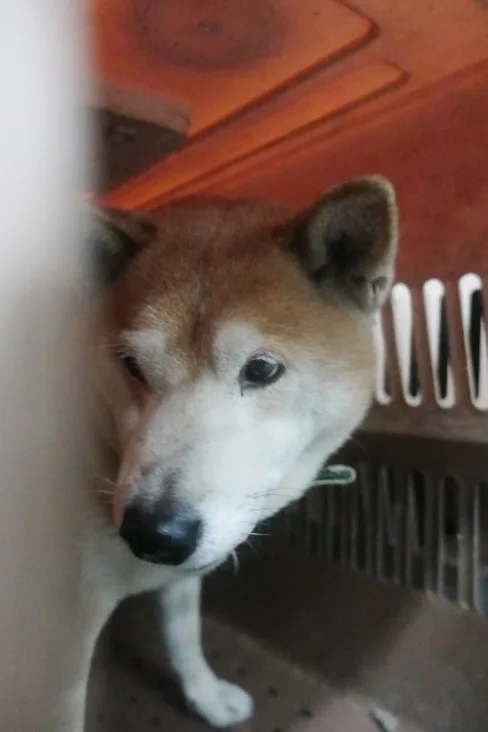 柴犬