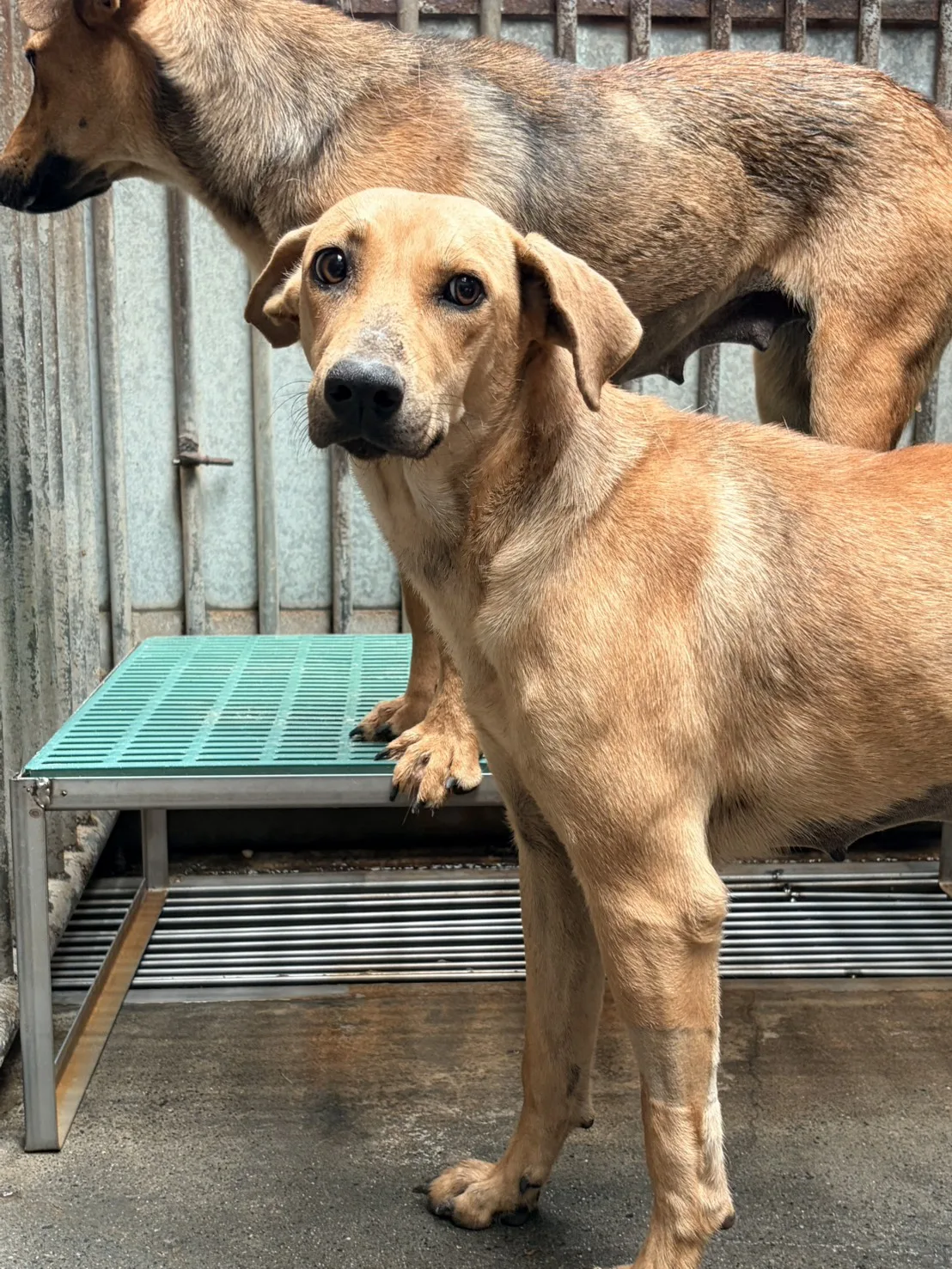 混種犬