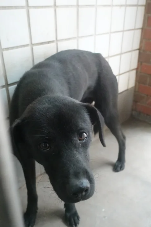 混種犬
