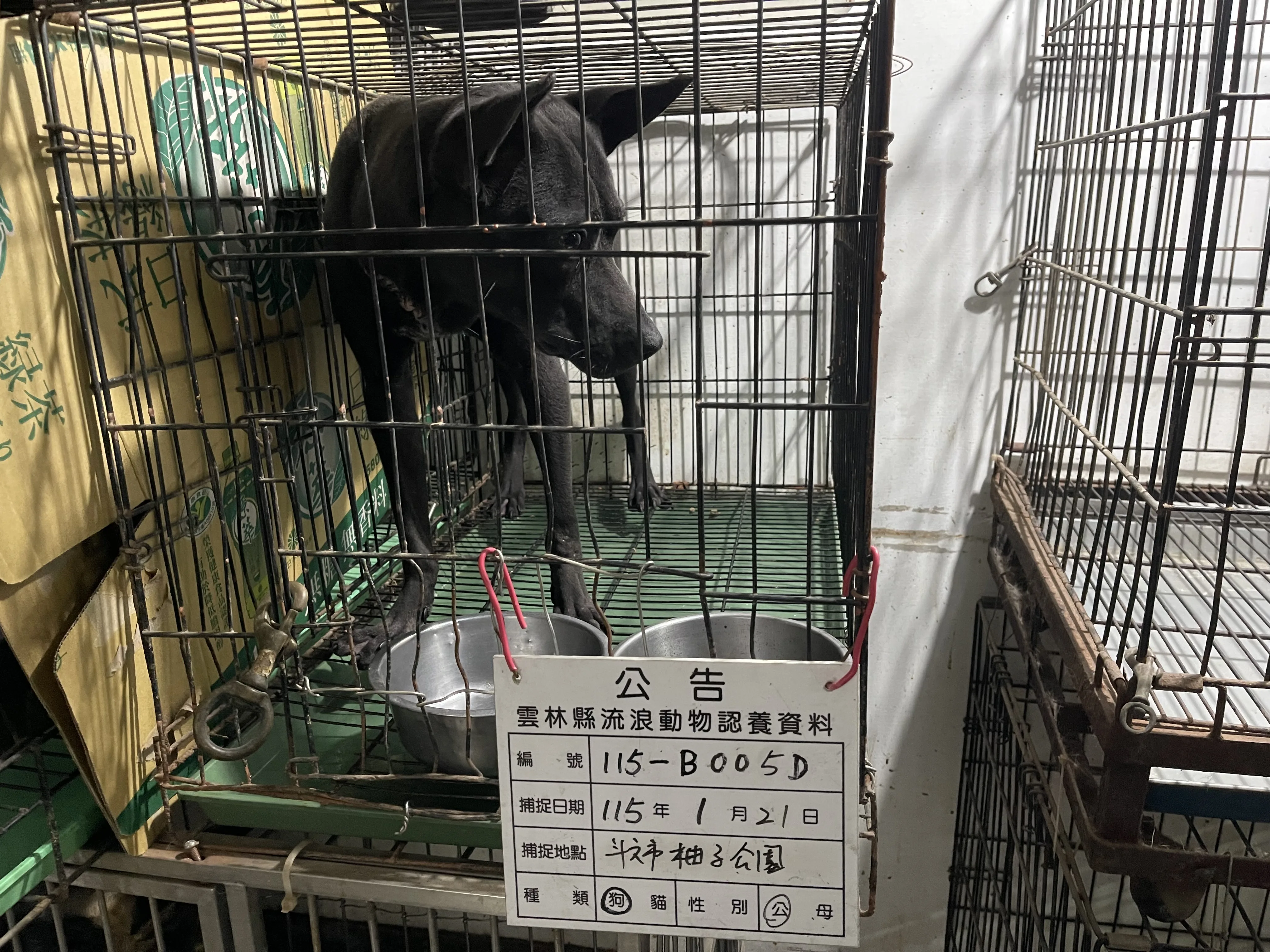 混種犬