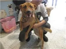 混種犬