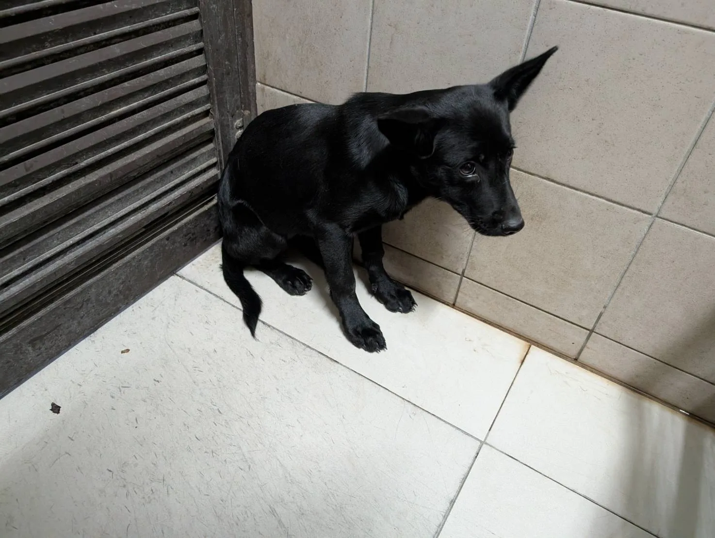 混種犬