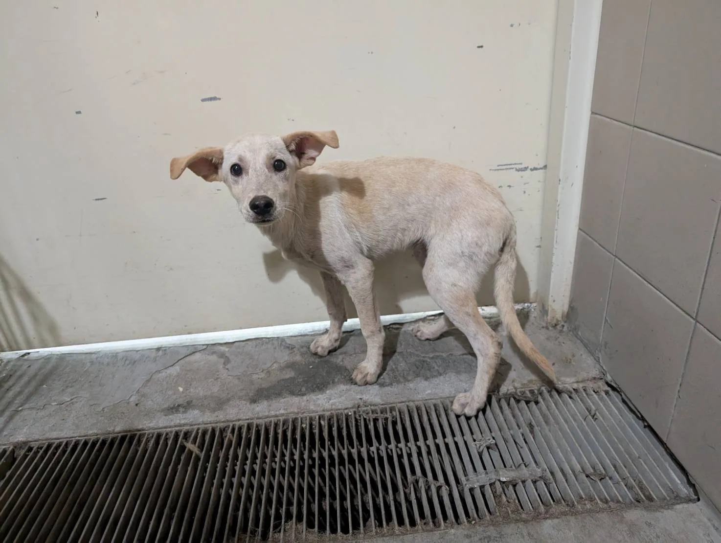 混種犬