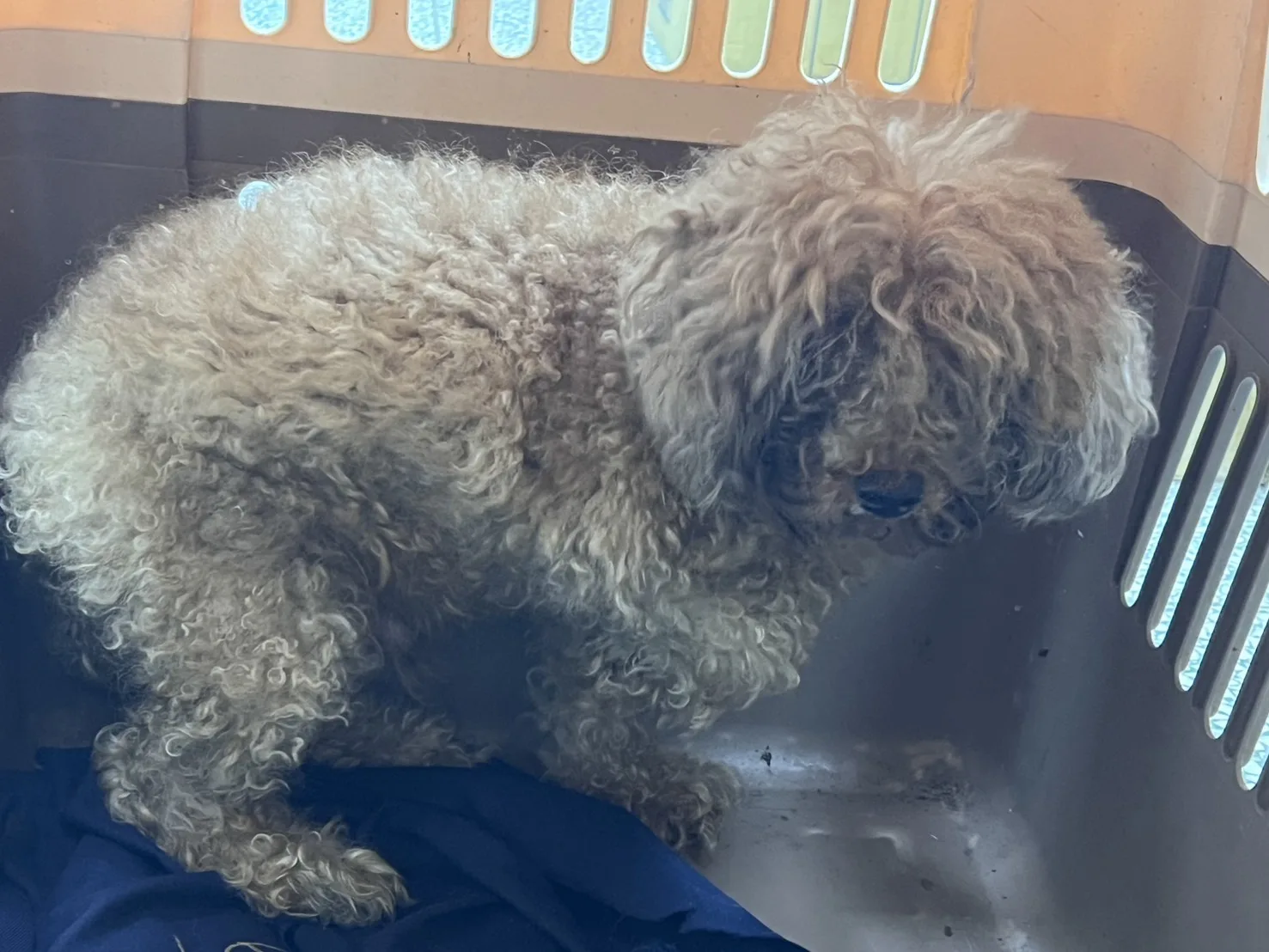 貴賓犬