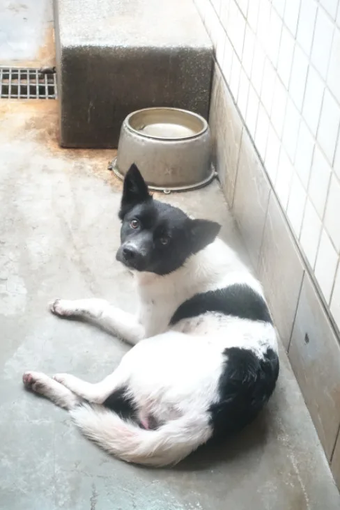 混種犬