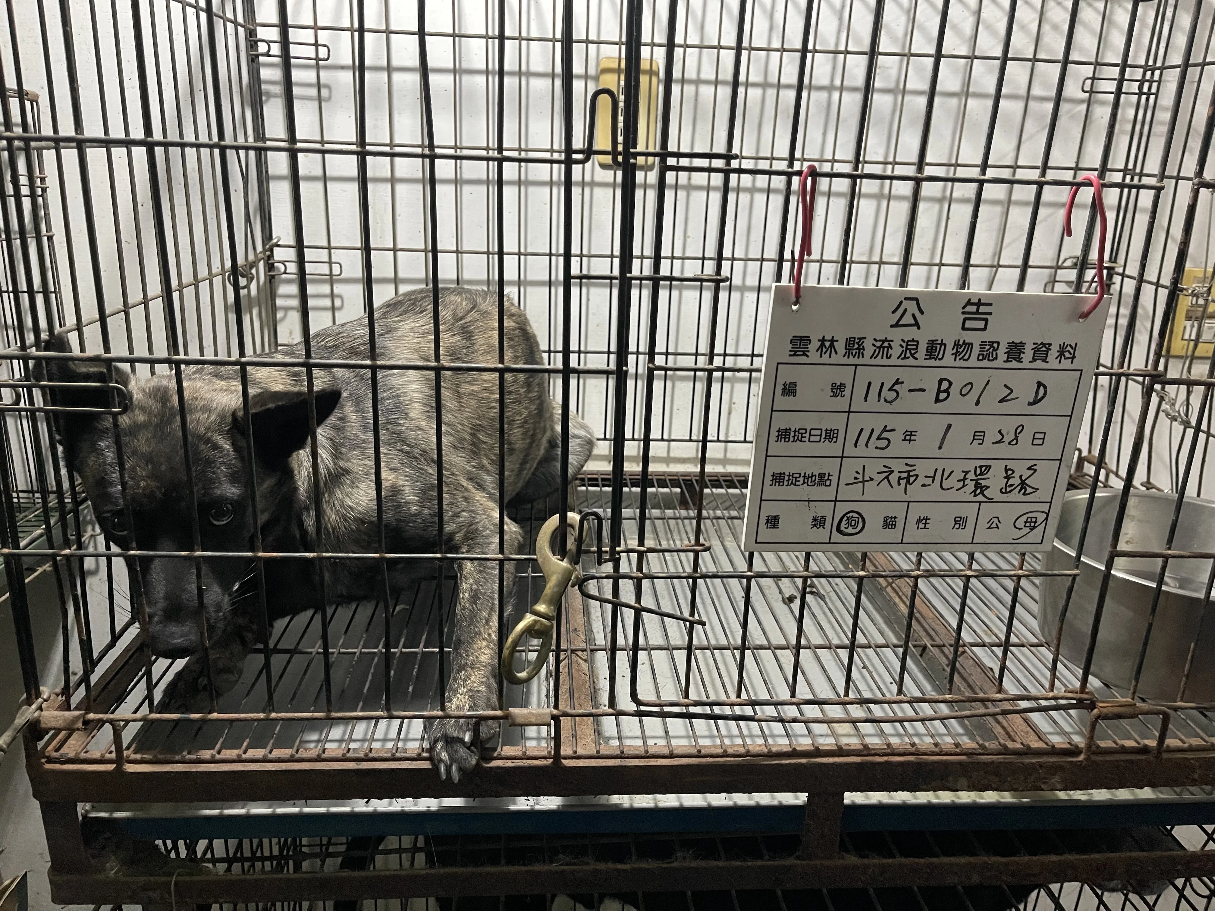 混種犬