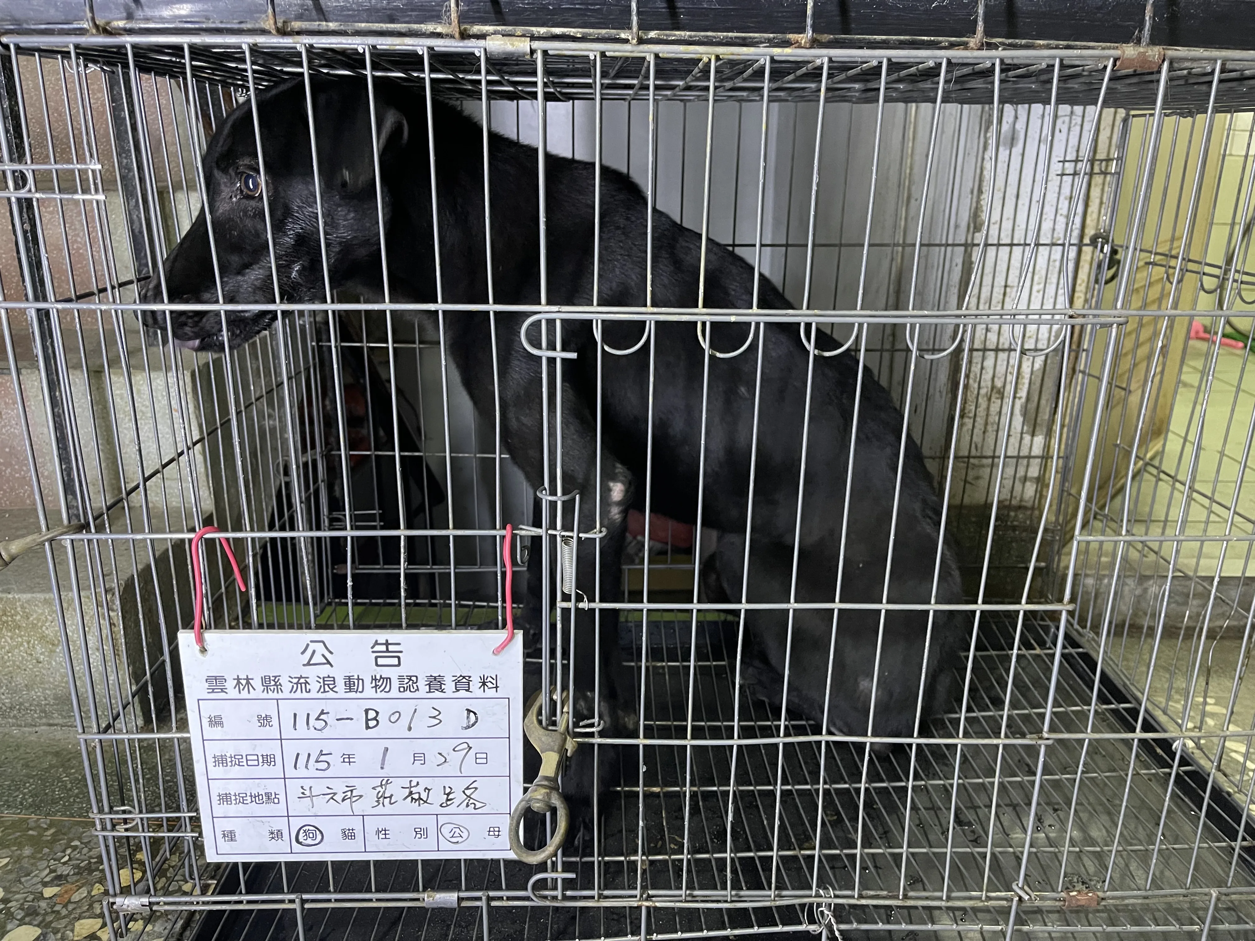 混種犬