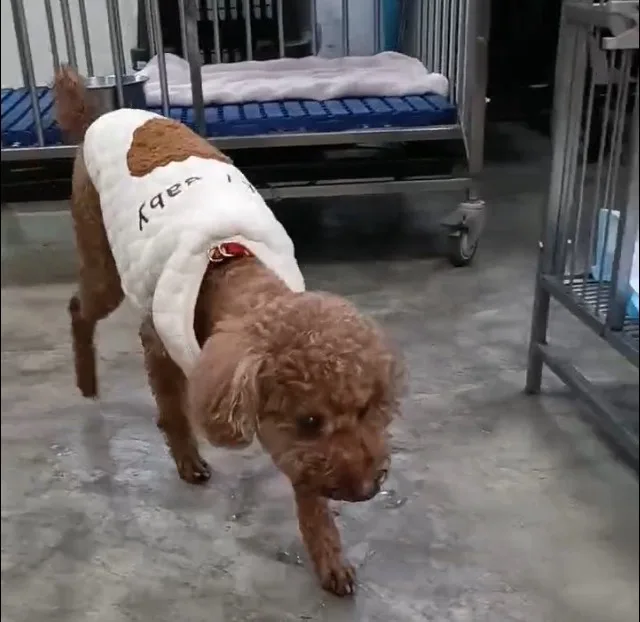 貴賓犬