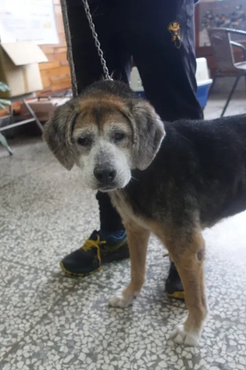 米格魯犬