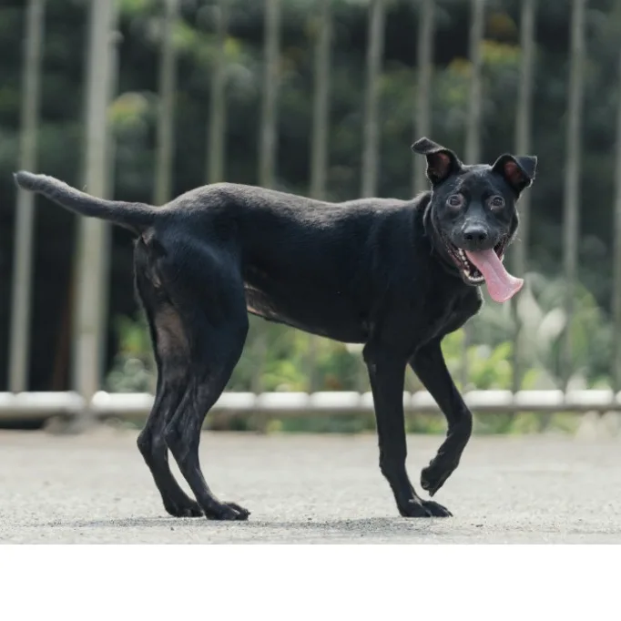 混種犬