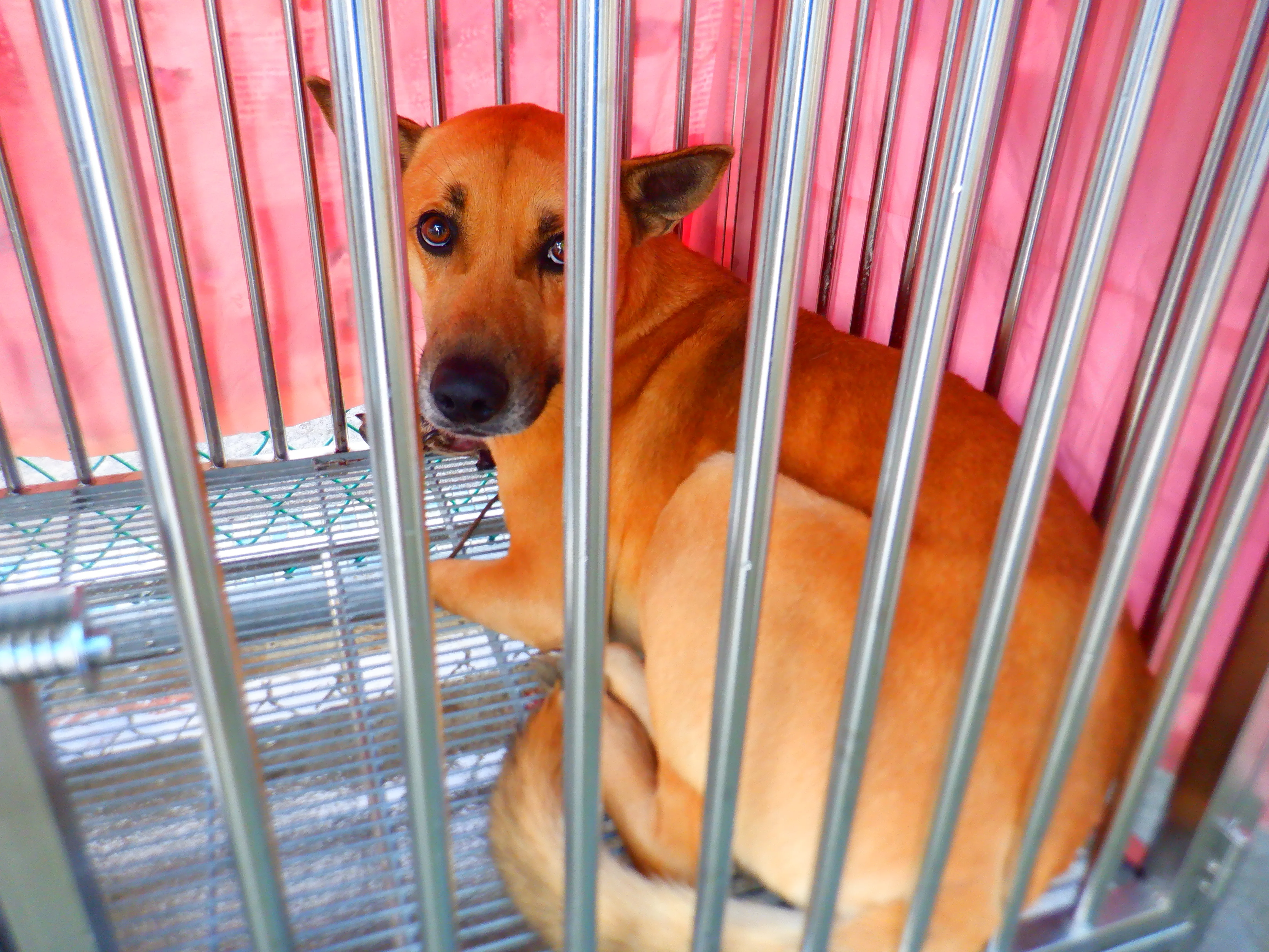 混種犬