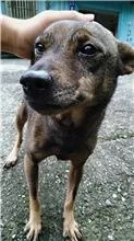 混種犬