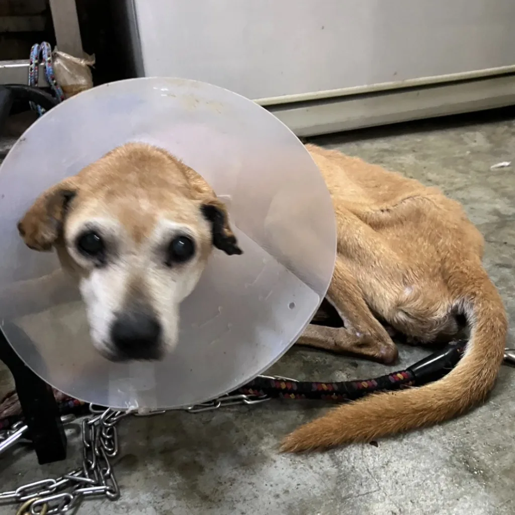 混種犬
