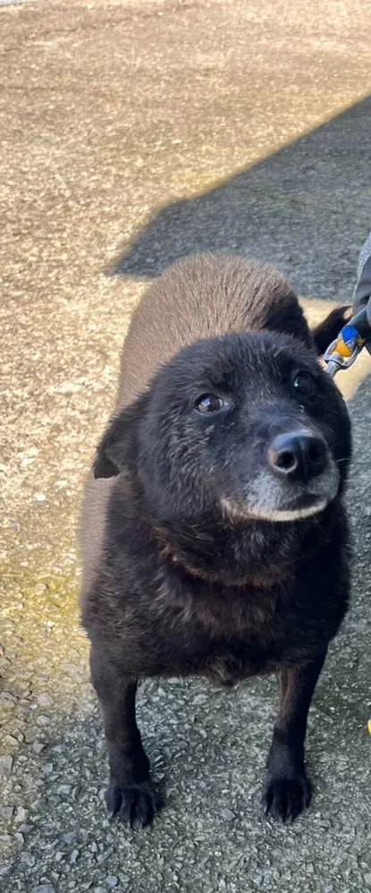 混種犬