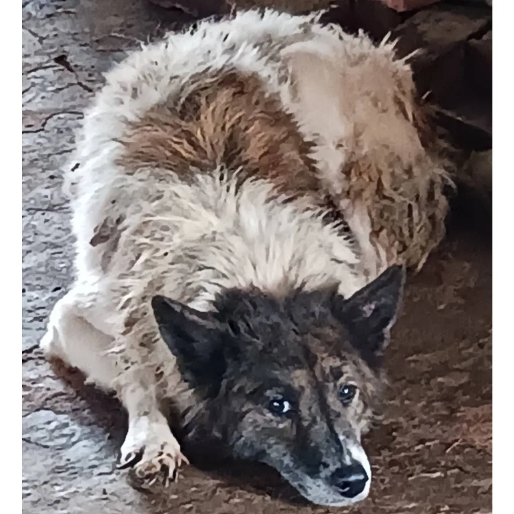 混種犬