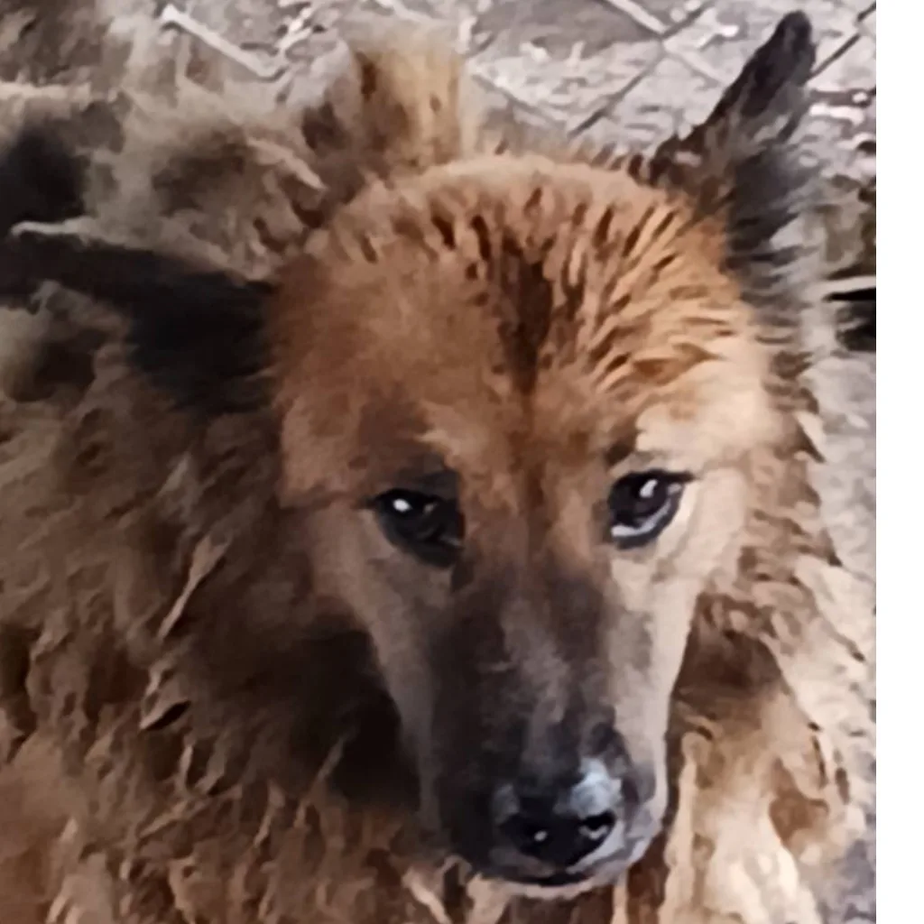 混種犬