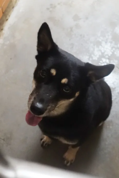 混種犬