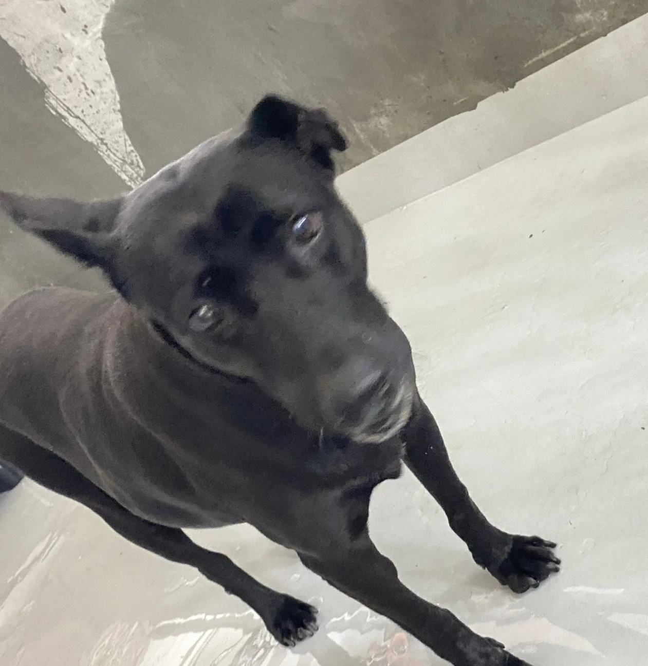 混種犬