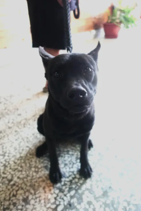 混種犬
