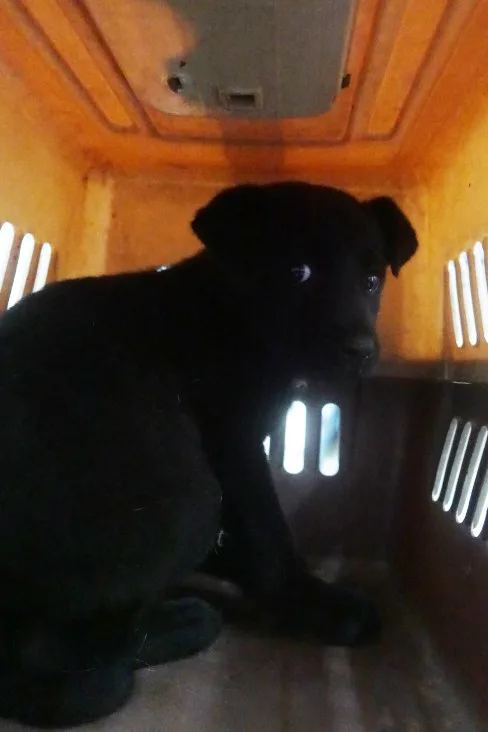 混種犬