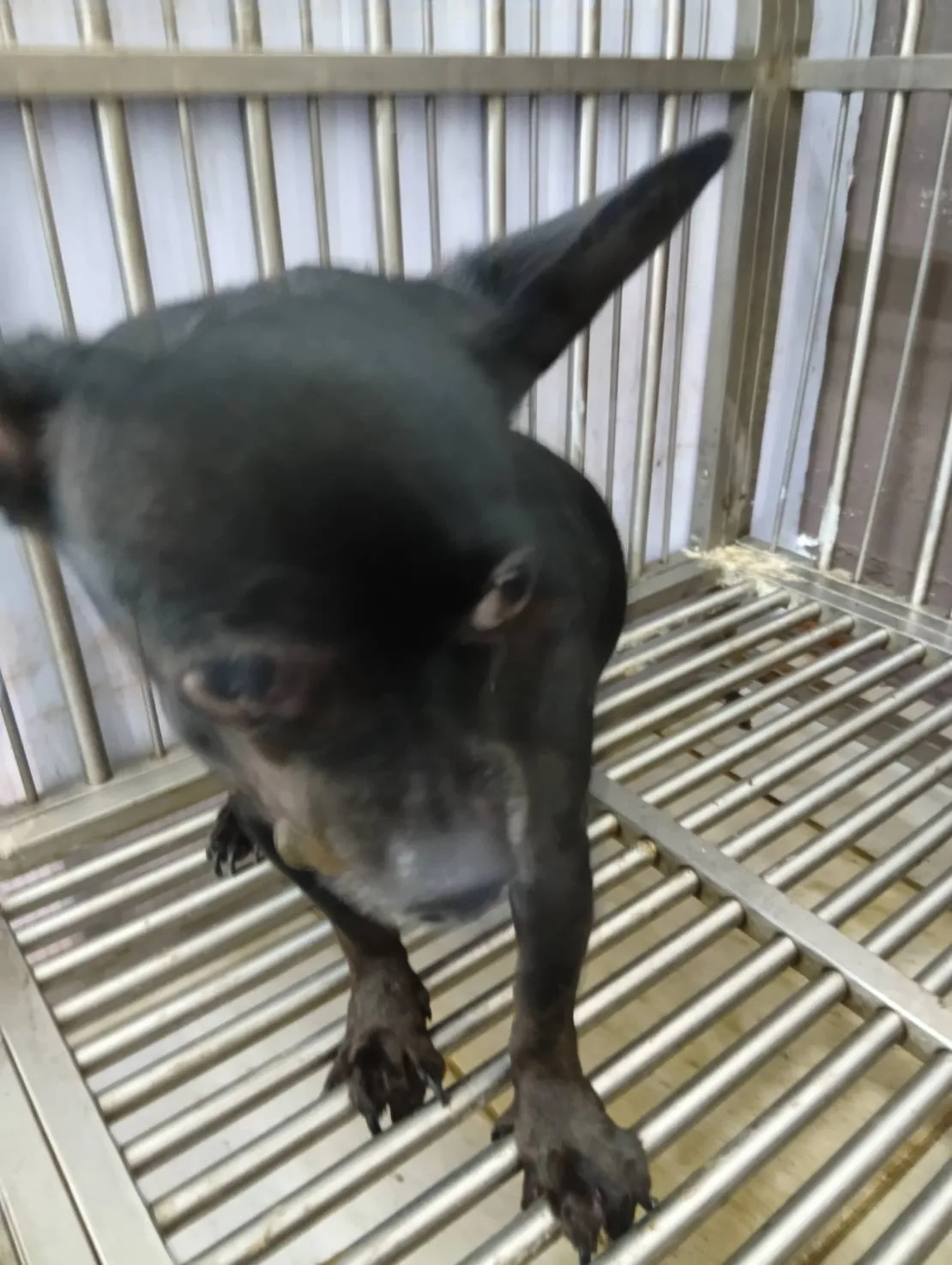 吉娃娃犬